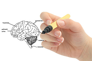 Woman hand drawing a human brain